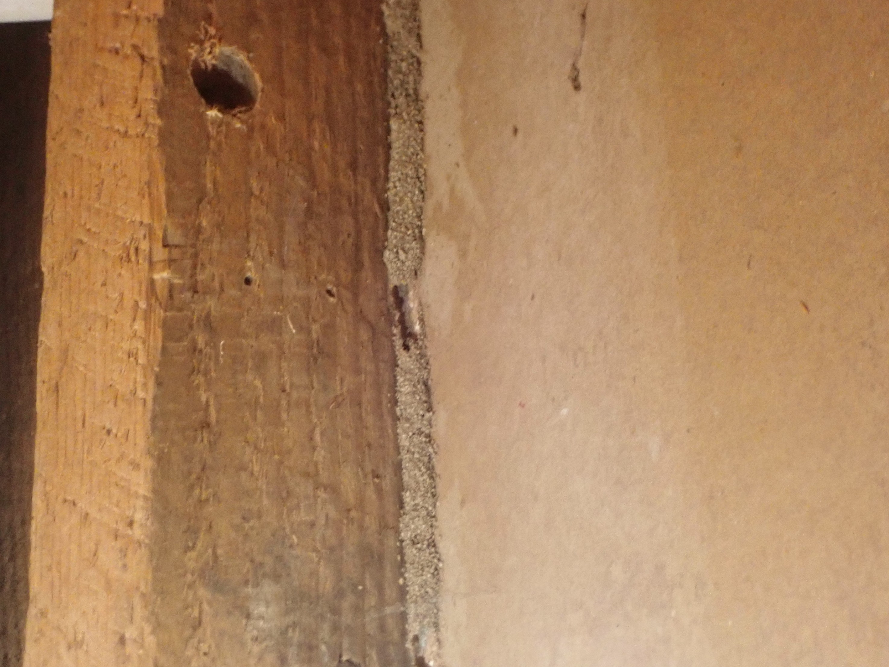 termite Project 1
